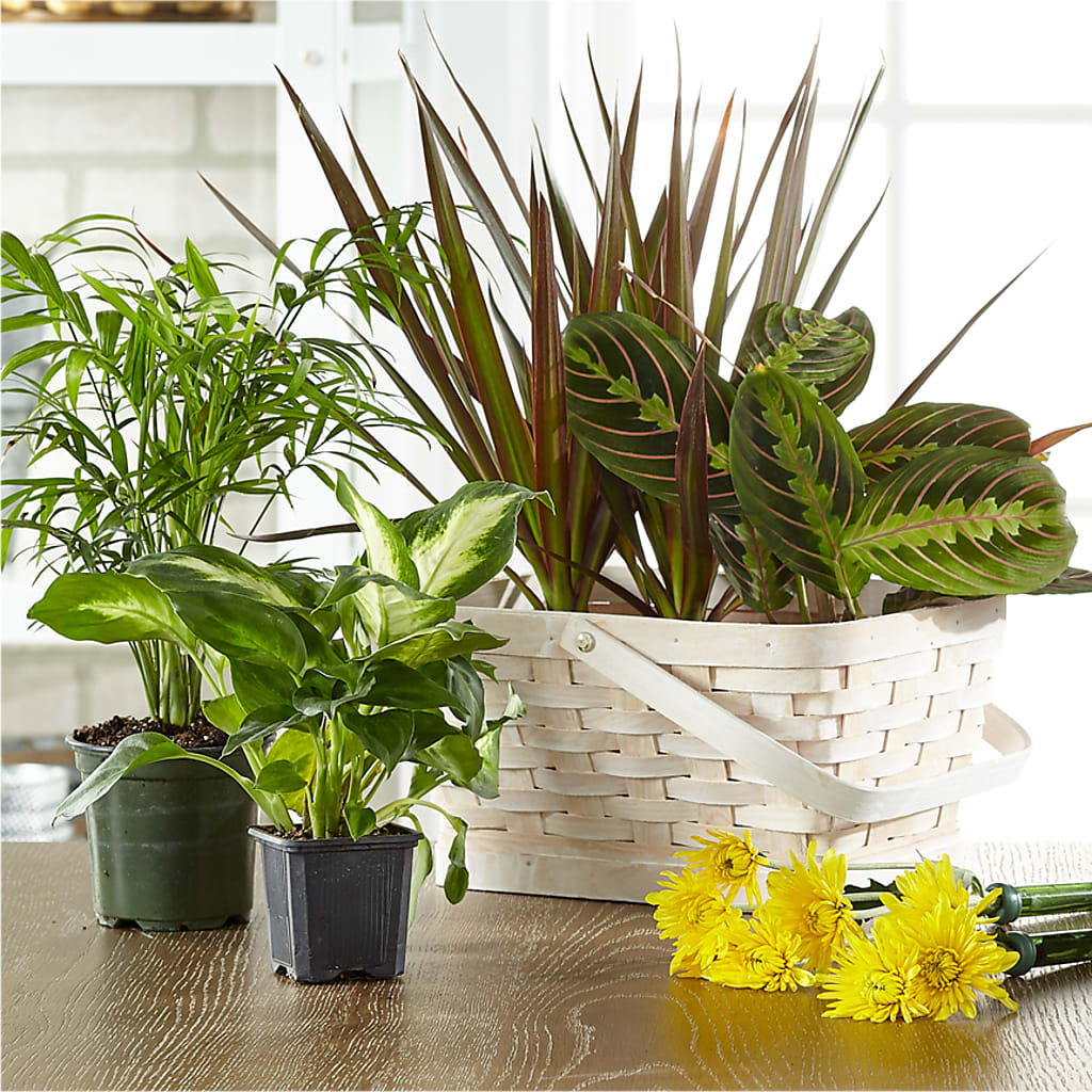 Florist Designed Blooming and Green Plants in a Basket – Just Bloom, Elk Grove CA