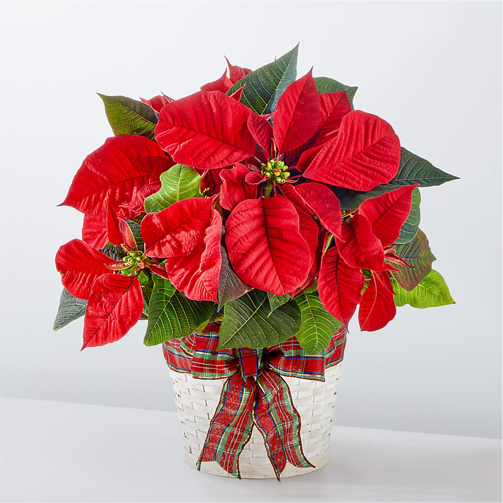 Happiest Holidays Poinsettia – Just Bloom, Elk Grove CA