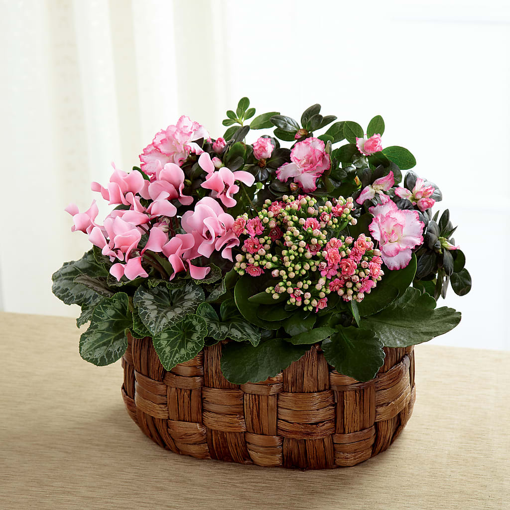 Pink Assortment – Just Bloom, Elk Grove CA