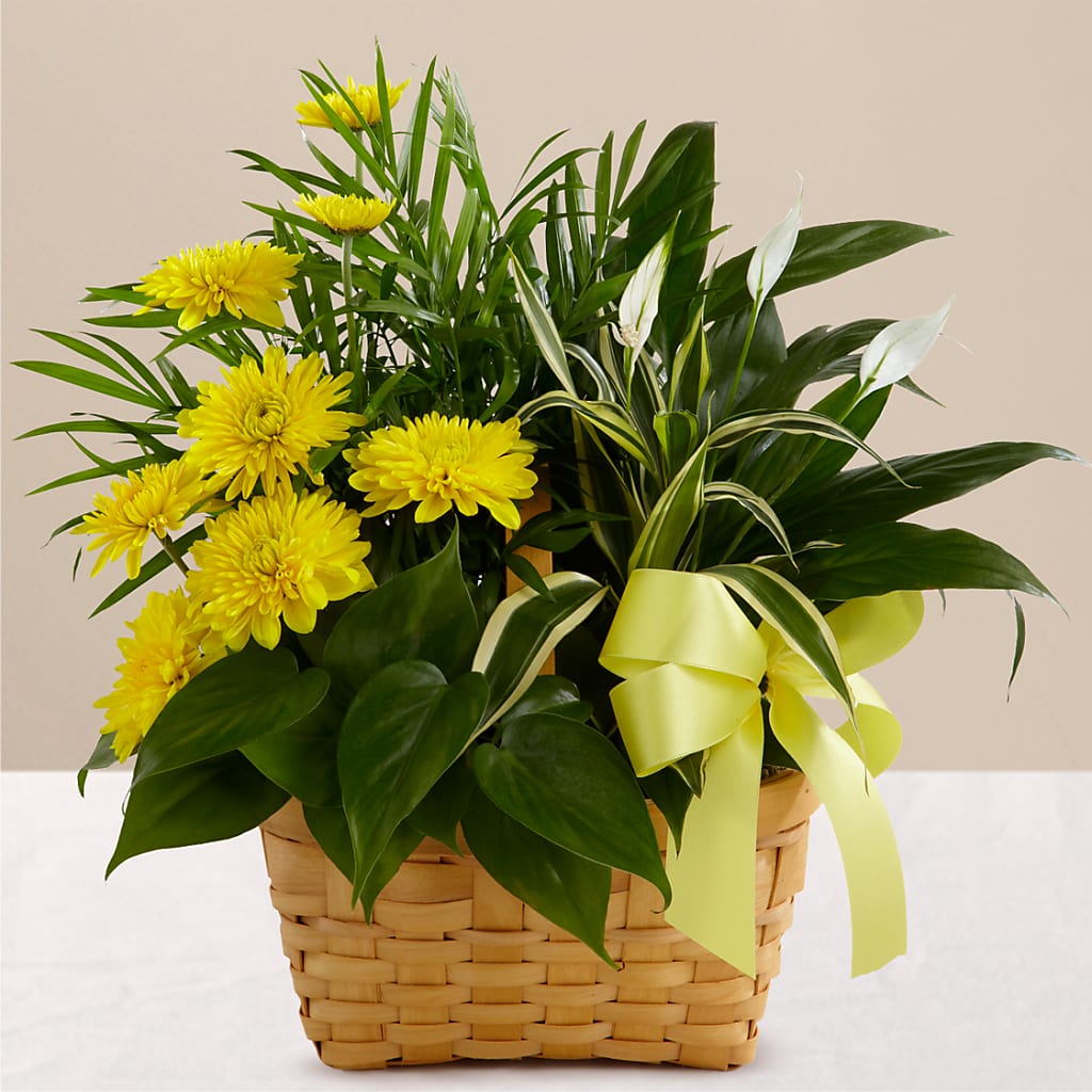Loving Light Dishgarden – Just Bloom, Elk Grove CA