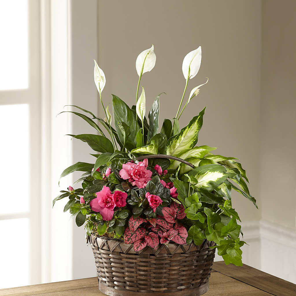 Dream in Pink Dishgarden – Just Bloom, Elk Grove CA