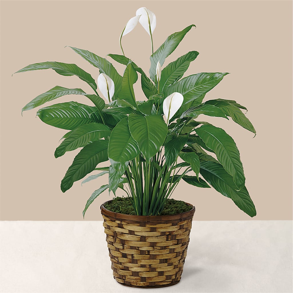 Tranquil Moments Peace Lily Plant – Just Bloom, Elk Grove CA