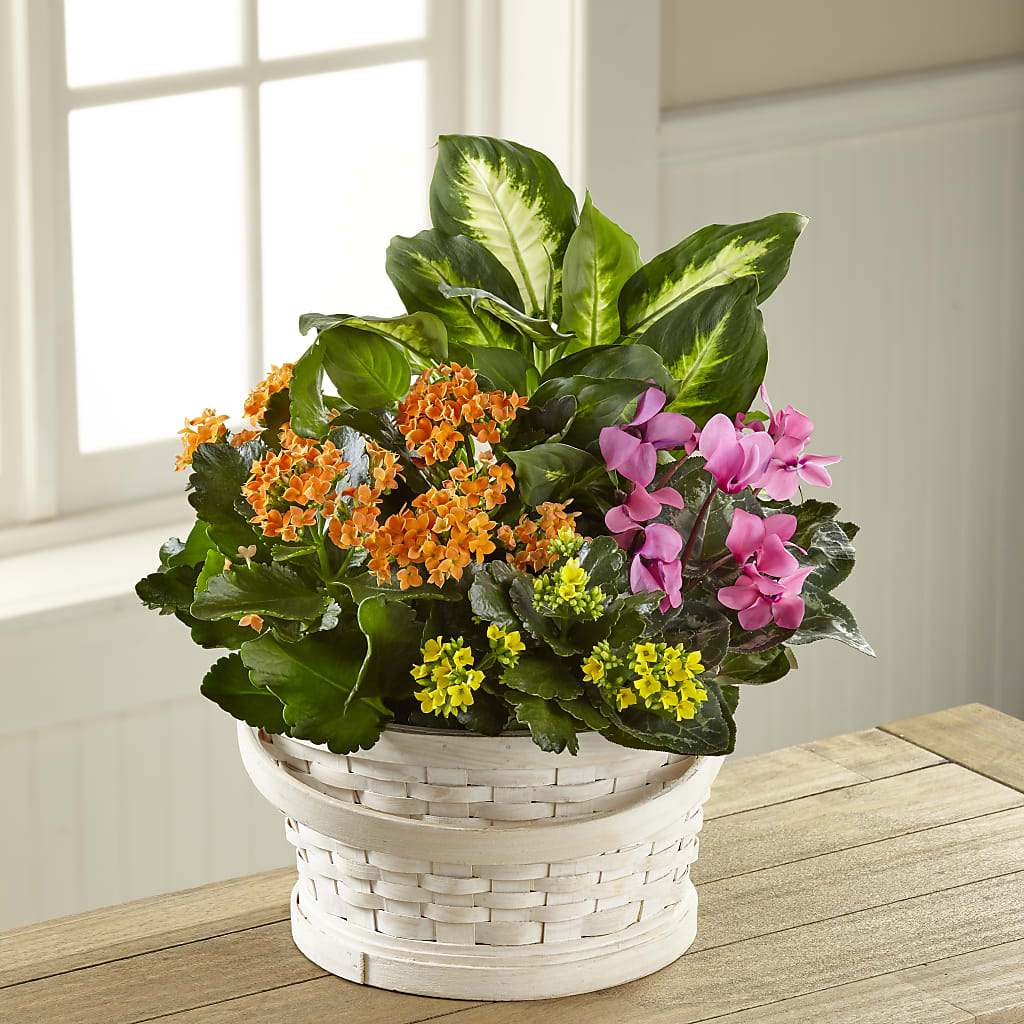 Color Crush Dishgarden – Just Bloom, Elk Grove CA
