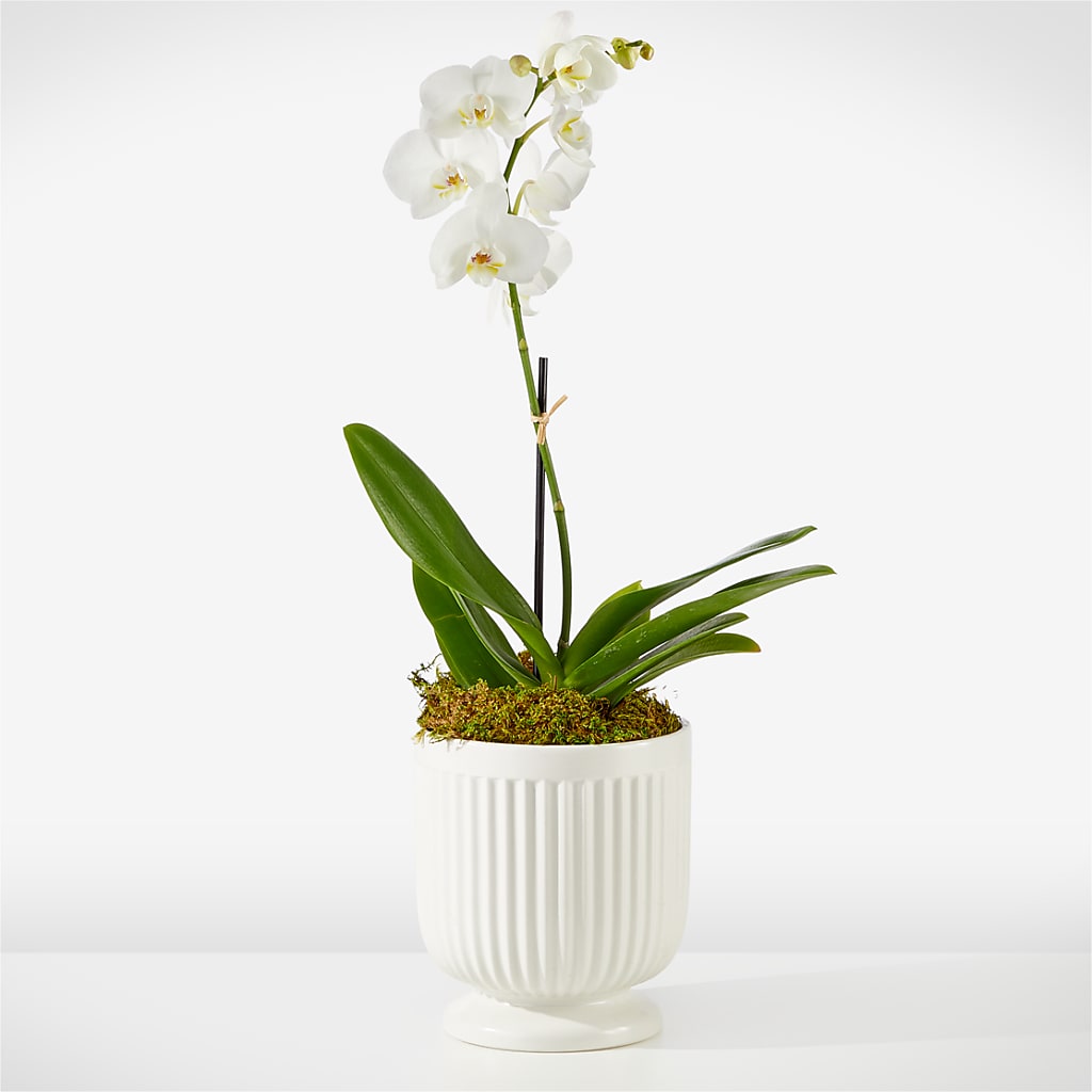 Whispering White Orchid – Just Bloom, Elk Grove CA