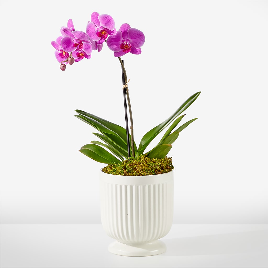 Friendly Fuchsia Orchid – Just Bloom, Elk Grove CA