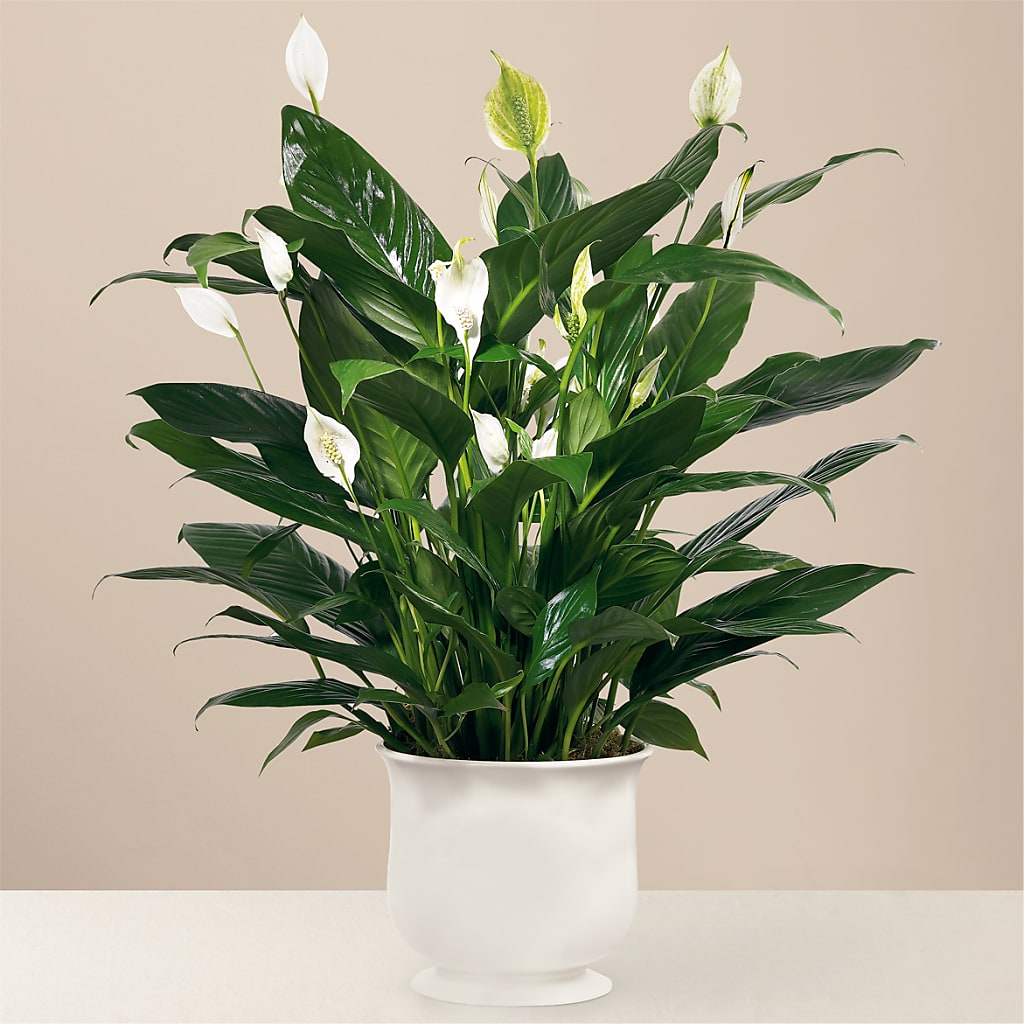 Comfort Planter – Just Bloom, Elk Grove CA