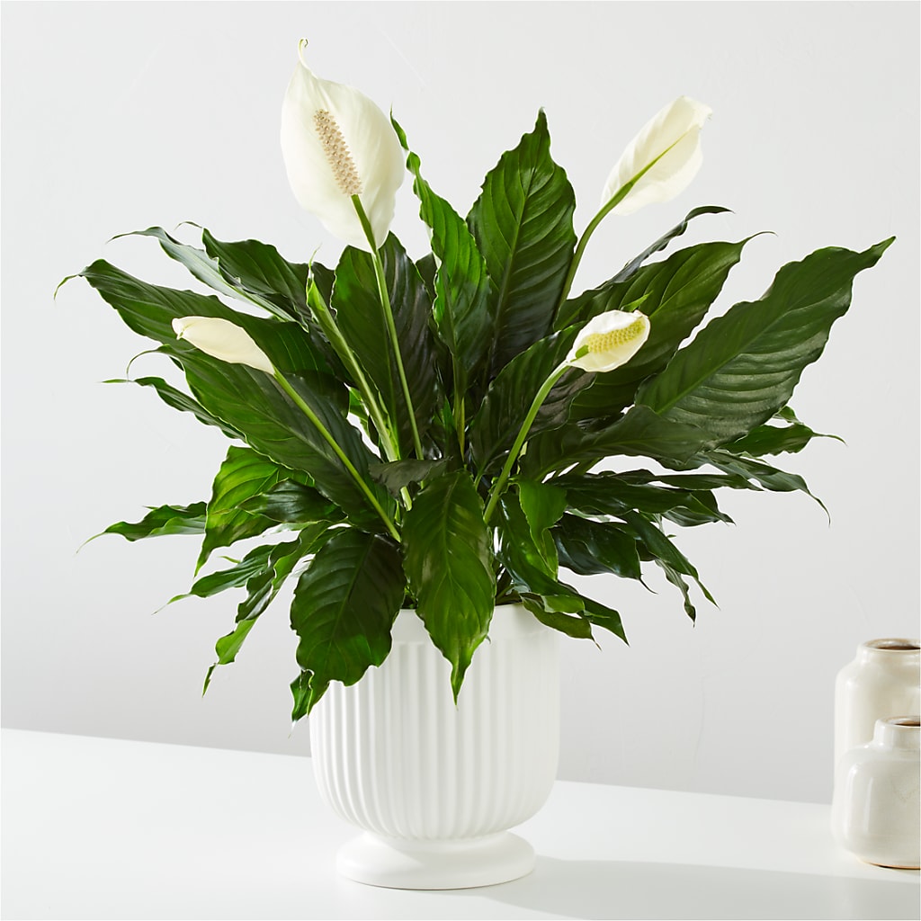 Comfort Planter – Just Bloom, Elk Grove CA