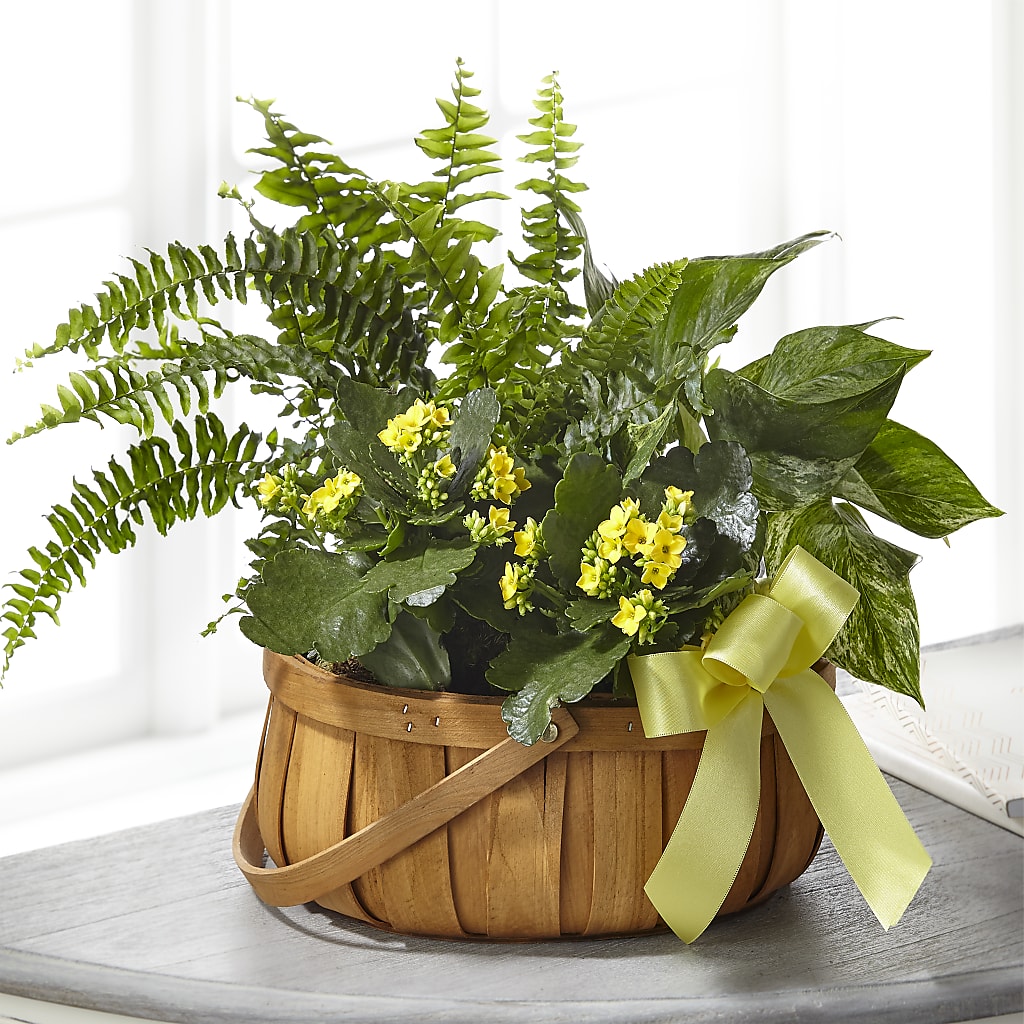 Always Dear Dishgarden – Just Bloom, Elk Grove CA