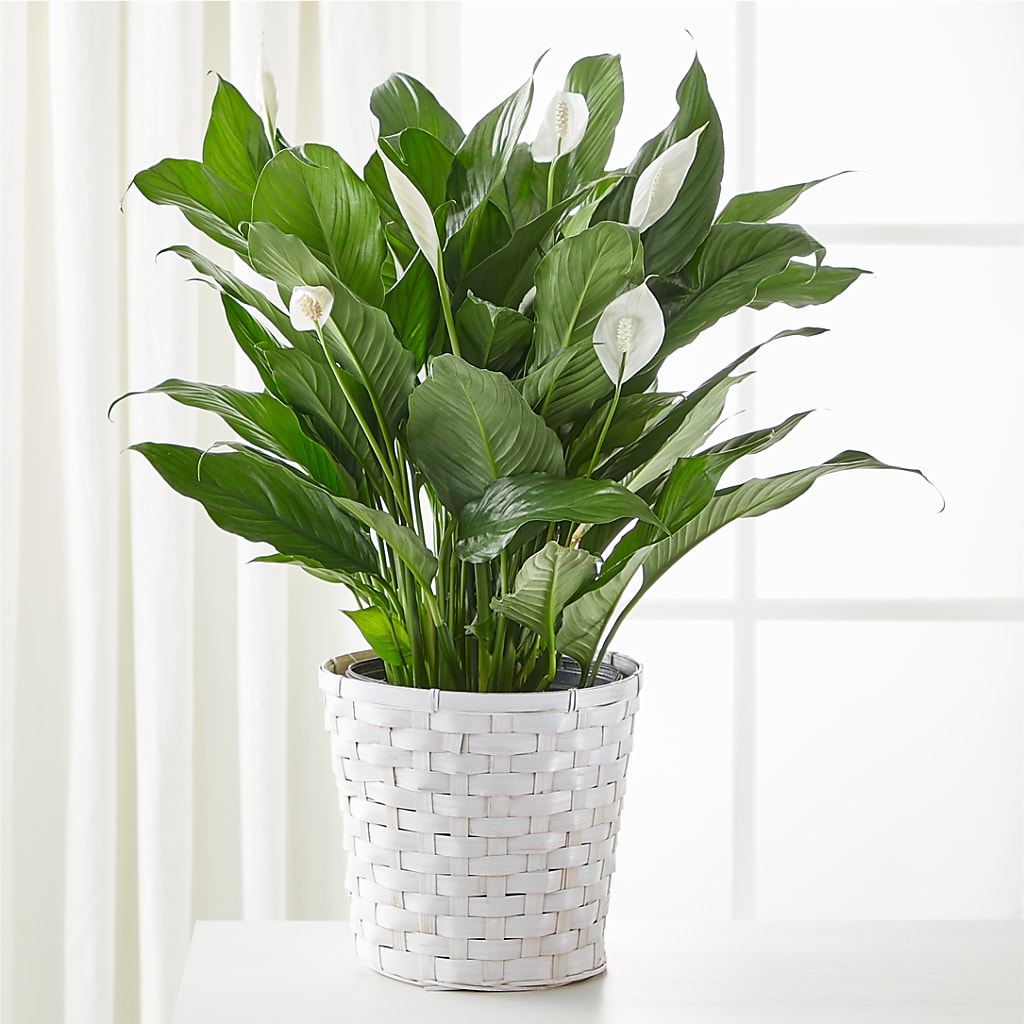 A New Leaf Peace Lily – Just Bloom, Elk Grove CA