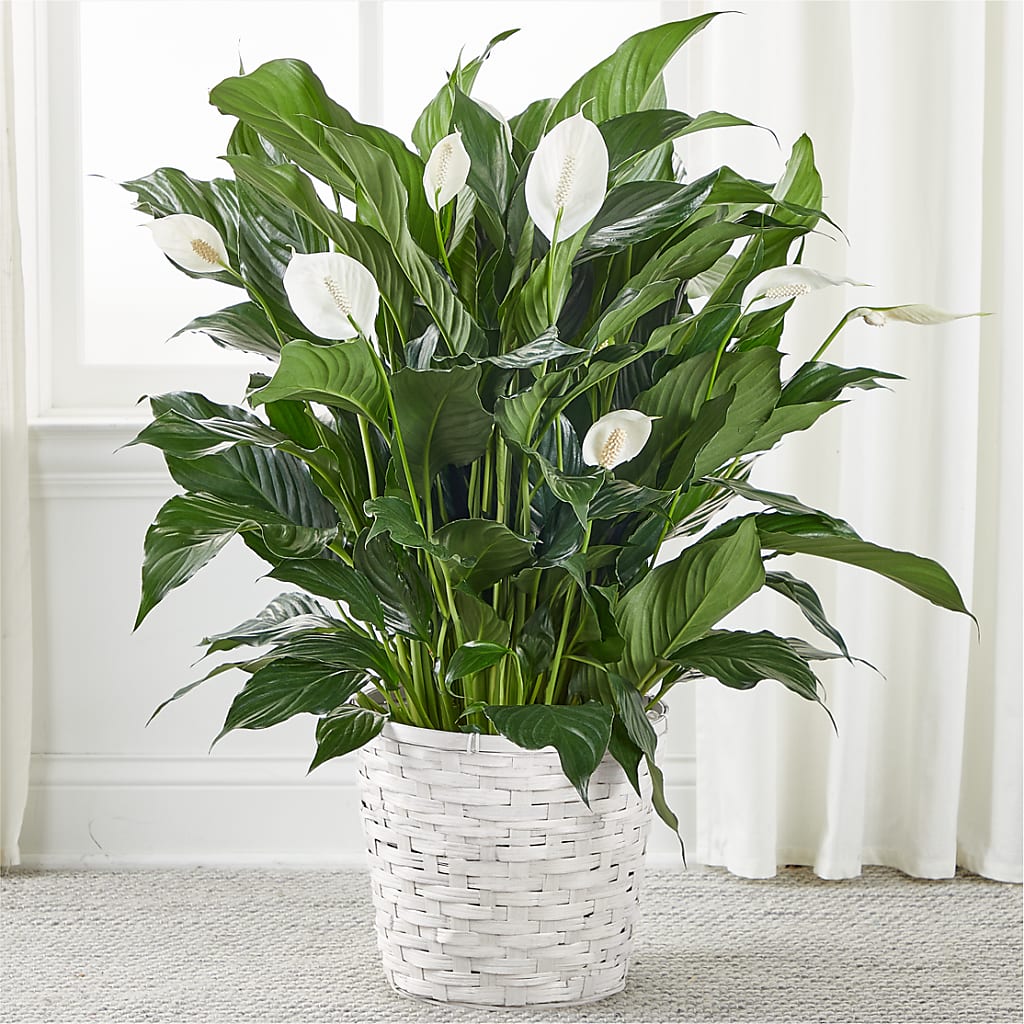 A New Leaf Peace Lily – Just Bloom, Elk Grove CA