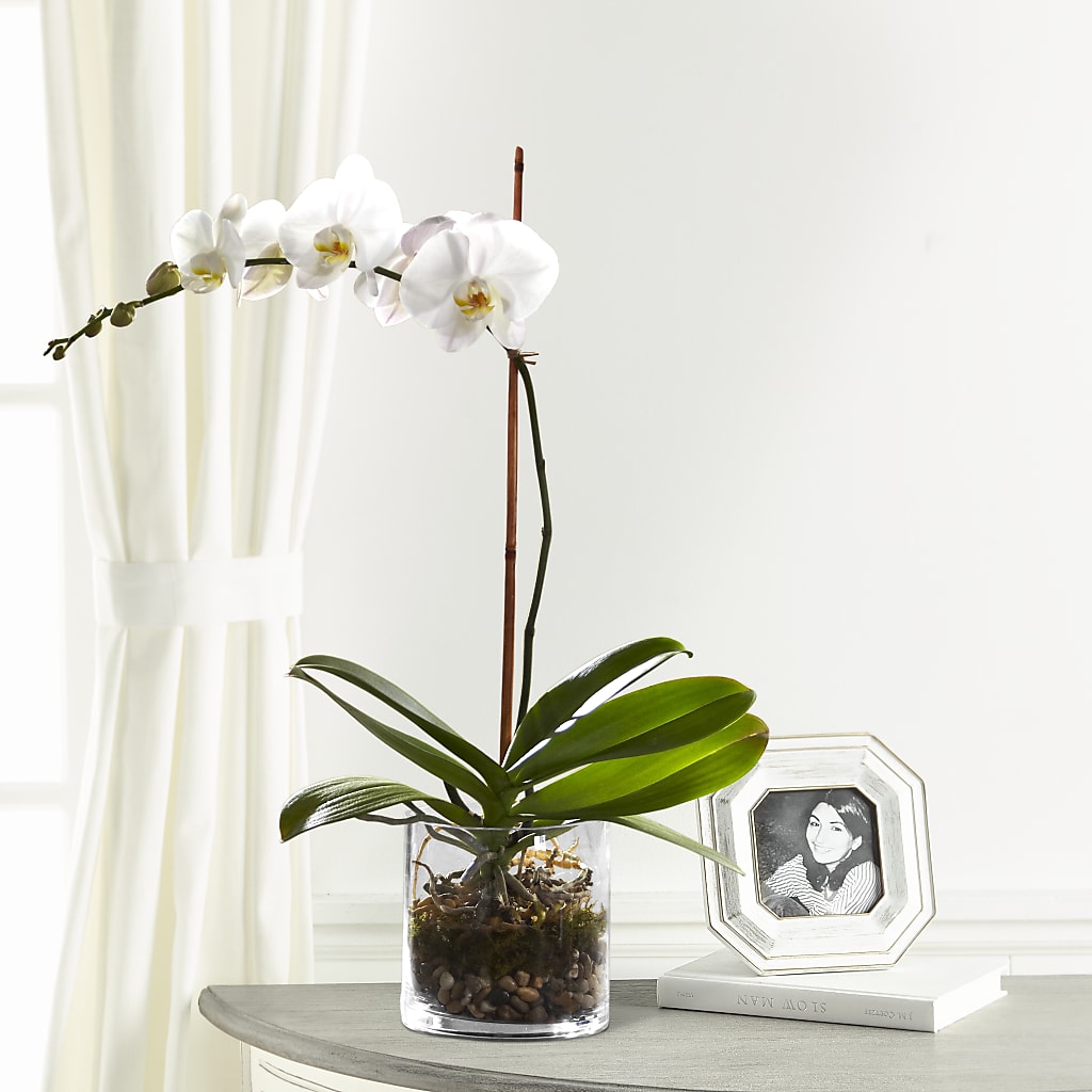 White Orchid Planter – Just Bloom, Elk Grove CA