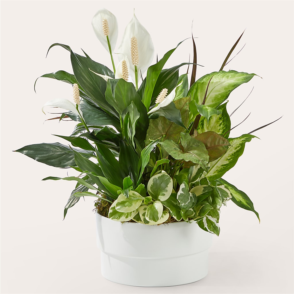 Radiating Positivity Dishgarden – Just Bloom, Elk Grove CA