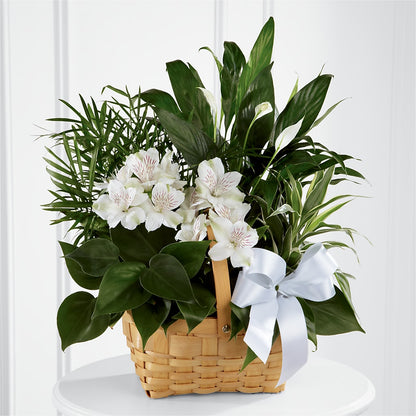 Peace & Serenity Dishgarden –  Just Bloom, Elk Grove CA