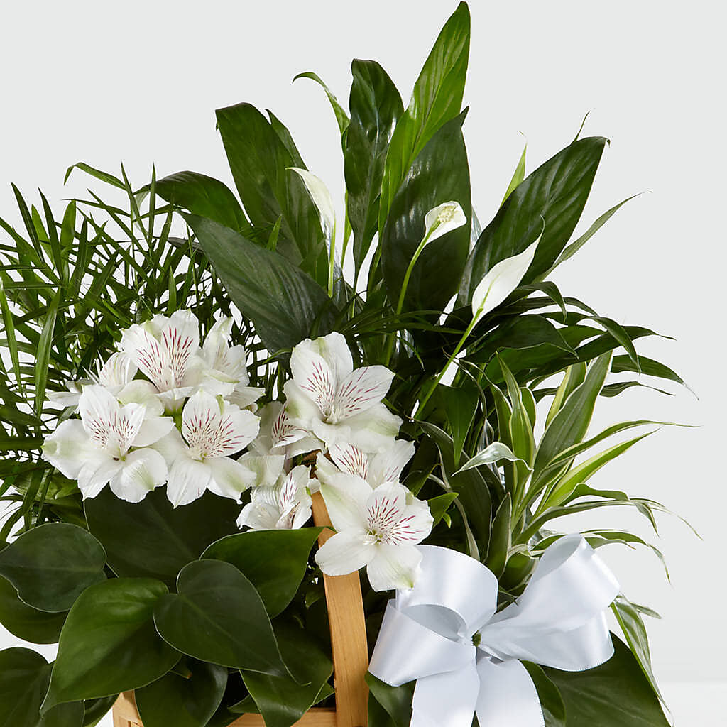 Peace & Serenity Dishgarden –  Just Bloom, Elk Grove CA