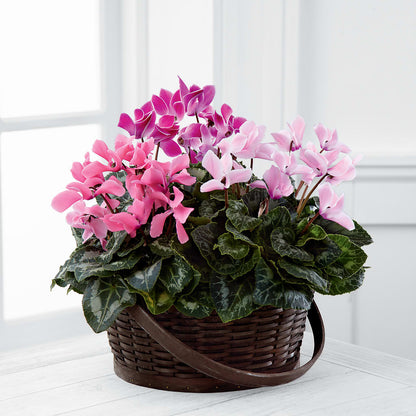 Mixed Cyclamen Planter –  Just Bloom, Elk Grove CA