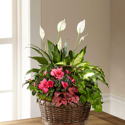 Dream in Pink Dishgarden –  Just Bloom, Elk Grove CA