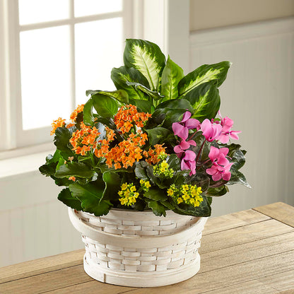 Color Crush Dishgarden –  Just Bloom, Elk Grove CA