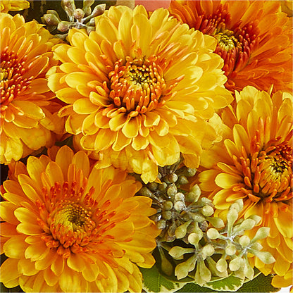 Peachy Pumpkin –  Just Bloom, Elk Grove CA