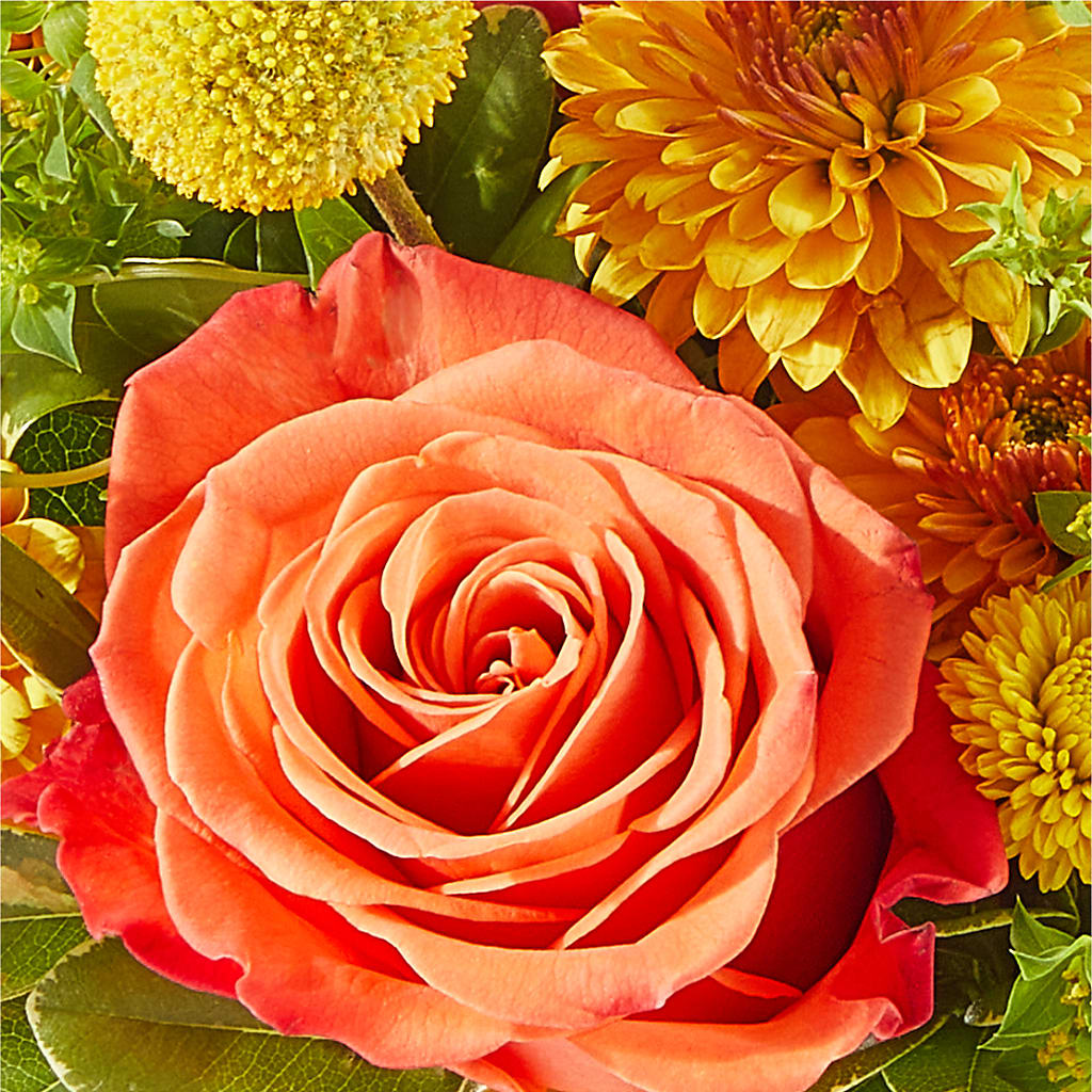 Gourdgeous Pumpkin –  Just Bloom, Elk Grove CA
