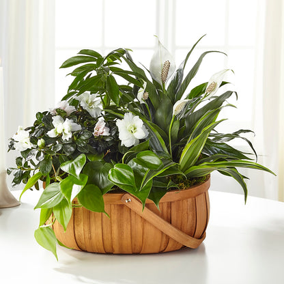 Serene Dishgarden –  Just Bloom, Elk Grove CA