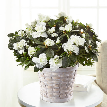 White Azalea Plant –  Just Bloom, Elk Grove CA