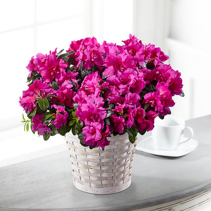 Hope & Serenity Azalea Plant –  Just Bloom, Elk Grove CA