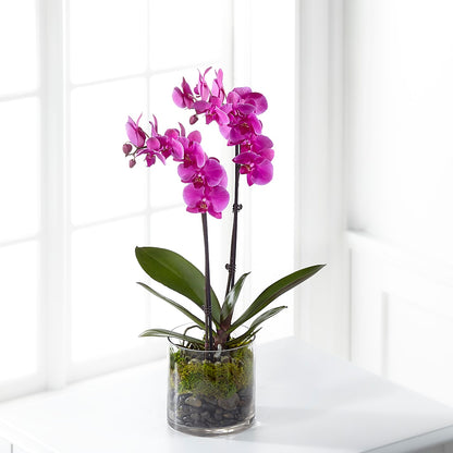 Pink Orchid Plant –  Just Bloom, Elk Grove CA