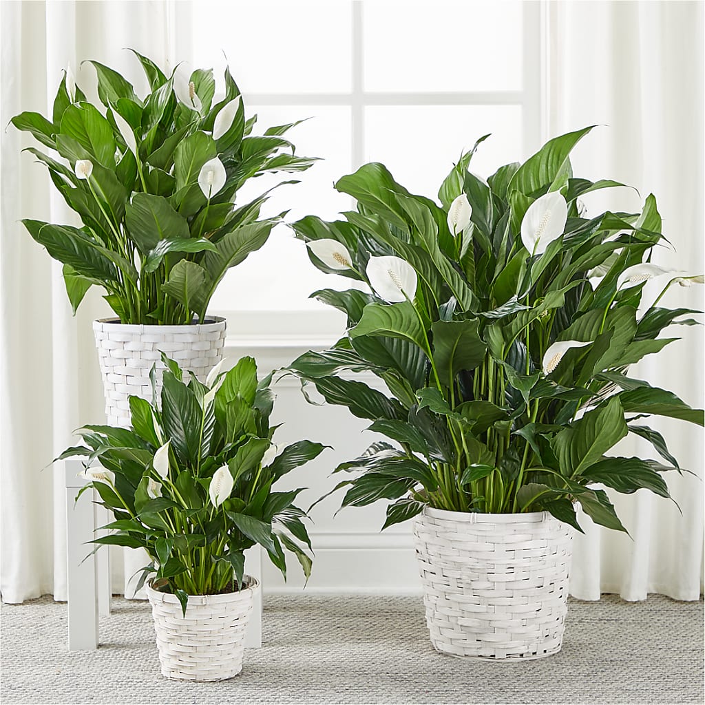 A New Leaf Peace Lily –  Just Bloom, Elk Grove CA