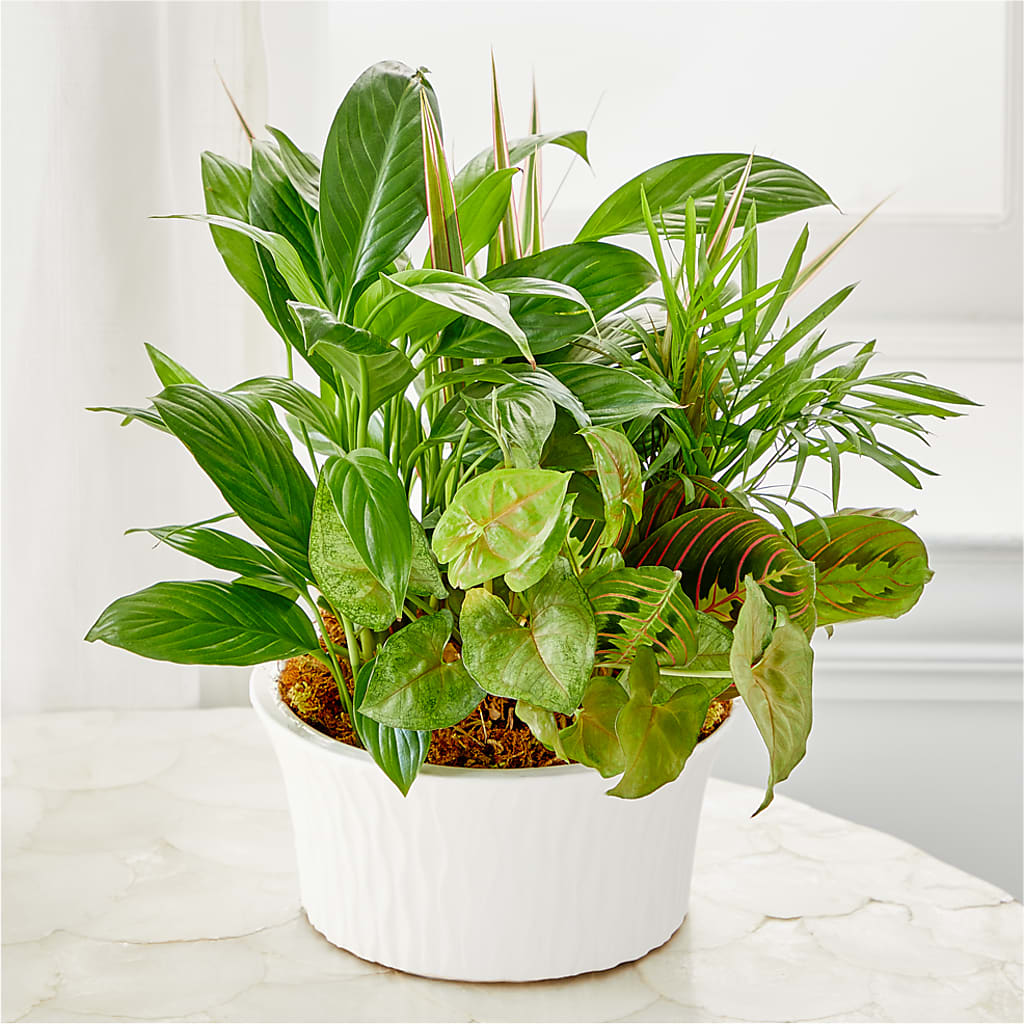 Balance & Harmony Dishgarden –  Just Bloom, Elk Grove CA