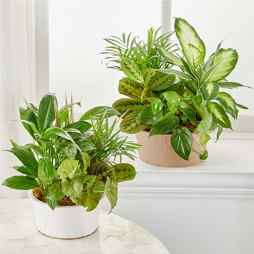 Balance & Harmony Dishgarden –  Just Bloom, Elk Grove CA