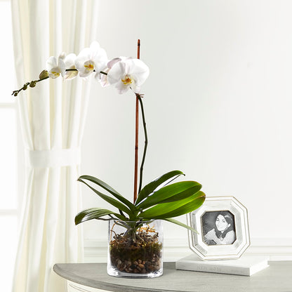 White Orchid Planter –  Just Bloom, Elk Grove CA